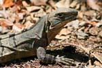 An iguana in ruins, Edzná, Mexico.