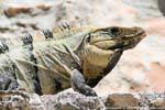 Head of an old iguana stone color, Edzná, Mexico.