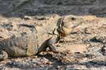 Iguana mop, Ek Balam, Mexico.
