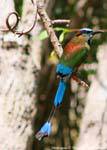 Motmot Blue eyebrow bird Labná, Mexico.