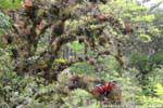 Epiphytes on the branches of a tree, lagoons of Montebello, Mexico.