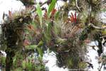 Epiphytes, Lagunas de Montebello, Mexico.