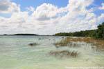 Herbs in the wind, lagoon Muyil, Mexico.