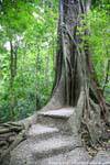 Steps built in a tree, Palenque, Mexico.