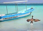 The Flight of the Pelican, Puerto Morelos, Mexico.
