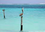 Pelican alarm clock on a pole, Puerto Morelos, Mexico.