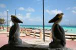 Face-to-face false pelicans, Puerto Morelos, Mexico.