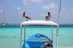 The look of the fishermen pelicans, Puerto Morelos, Mexico.