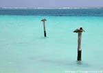 Rest pelicans, Puerto Morelos, Mexico.