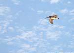 Pelican in flight, Puerto Morelos, Mexico.