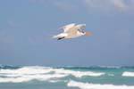 Tern in flight above the waves, Tulum, Mexico.