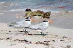 Terns waiting on the sand, Tulum, Mexico.