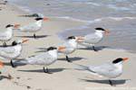 Terns Group on the white sand, Tulum, Mexico.