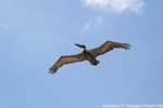 Pelican in flight, Tulum, Mexico.