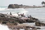 Group of brown pelicans on the rocks, Tulum, Mexico.