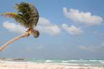 Palm tree in the wind on the beach, Tulum, Mexico.