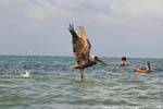 Off the pelican, Sian Kaan, Tulum, Mexico.
