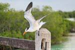 Tern, Sian Kaan, Tulum, Mexico.