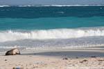 Caraible color on the deserted beach, Tulum, Mexico.