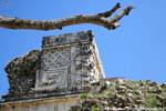 The tree and the temple, Uxmal, Mexico.