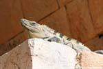 Iguana in the Palace, Uxmal, Mexico.