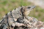 Iguana on a stone, Uxmal, Mexico.