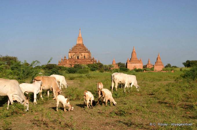 Herd grazing on the site of Bagan - Myanmar (Burma)