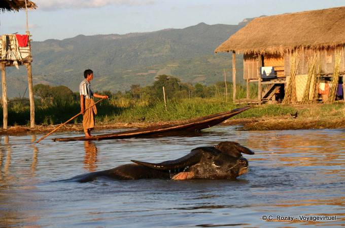 Buffalo swimming in the waters of Lake Inle - Myanmar (Burma)