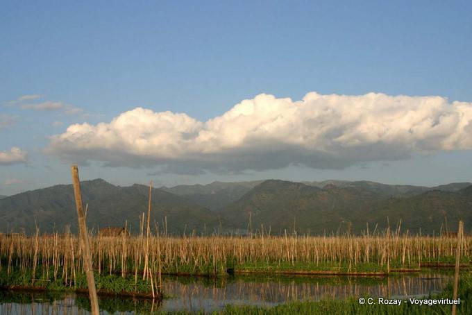 Floating gardens anchored on bamboo planted in the mud, Inle Lake - Myanmar (Burma)