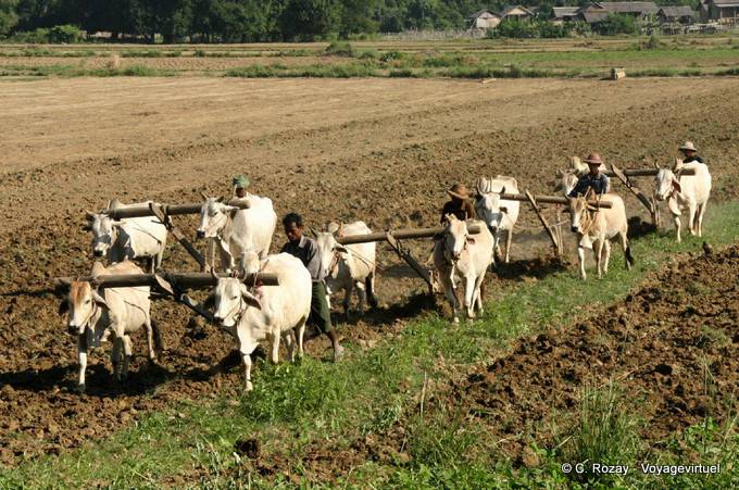 Oxen, plowing and laborers in Ava, Mandalay - Myanmar (Burma)