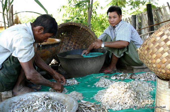 Sorting fish Inwa, Mandalay - Myanmar (Burma)