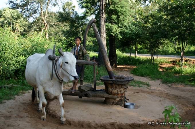 Press powered by a zebu on the road Byat Sat Ta Pan (about Mt Popa) - Myanmar (Burma)