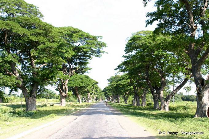 Road with old trees between Bagan and Mount Popa - Myanmar (Burma)