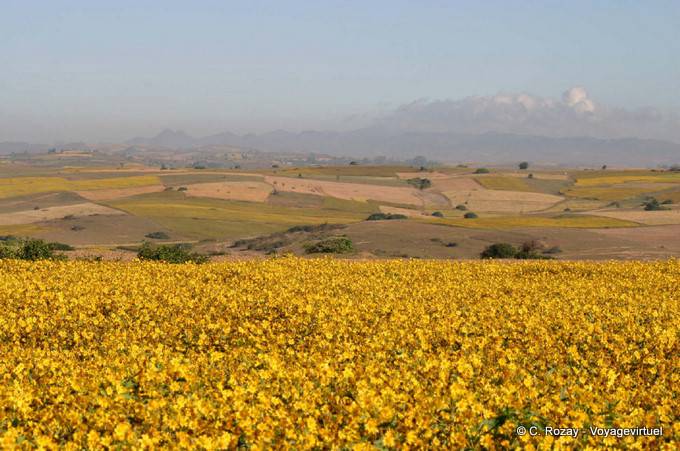 Golden field and countryside to Aungban, Pindaya - Myanmar (Burma)