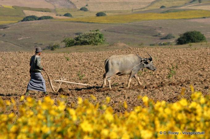 Traditional plowing with wooden plow, Pindaya - Myanmar (Burma)