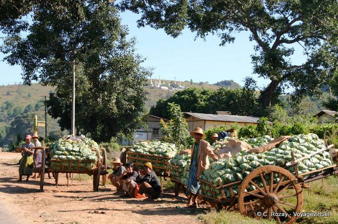 Wheelbarrows sprouts for sale, around Pindaya - Myanmar (Burma)