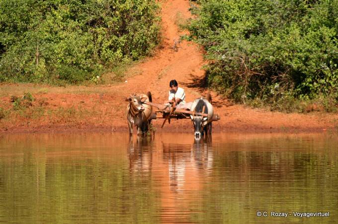 Hitch drinking from a pond, Pindaya region - Myanmar (Burma)