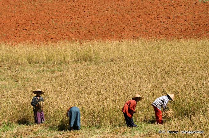 Red earth and peasants during harvest, Pindaya - Myanmar (Burma)
