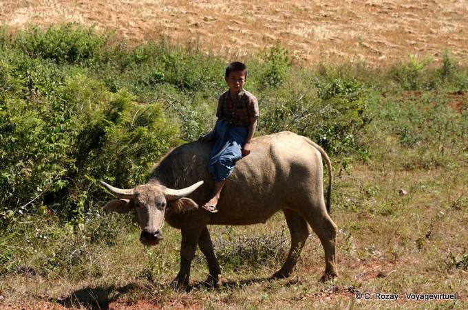 Child on the back of a zebu, Pindaya region - Myanmar (Burma)