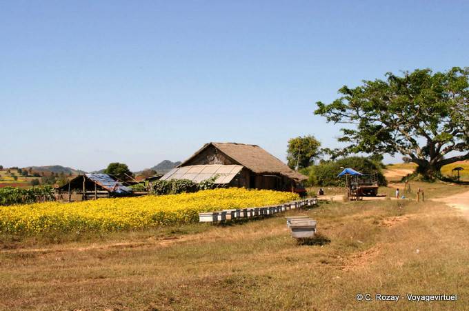 Burmese farm Pindaya - Myanmar (Burma)