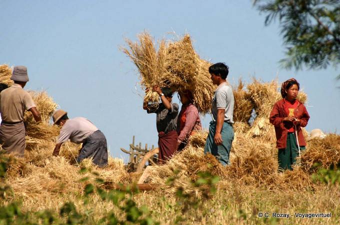 Harvest scene towards Aungnan, Pindaya - Myanmar (Burma)