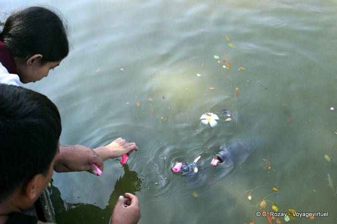 Meals flowers for carp Kandawgyi Lake, Yangon - Myanmar (Burma)