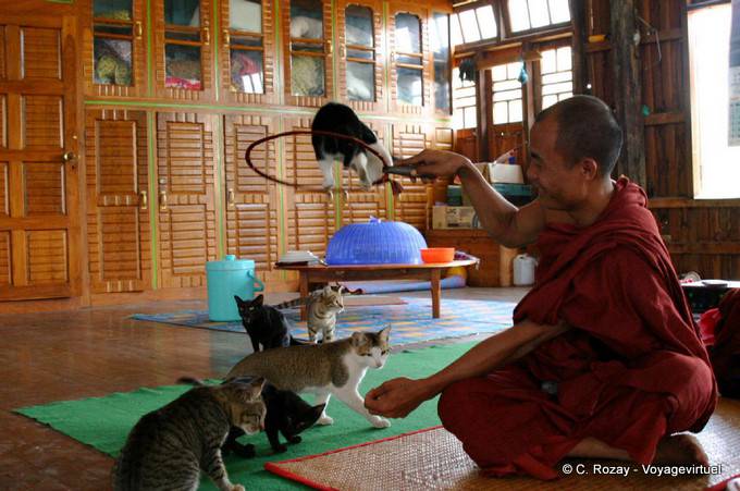 Monk trainer jumping cats Nga Phe Chaung Monastery, Inle Lake, Sagar - Myanmar (Burma)