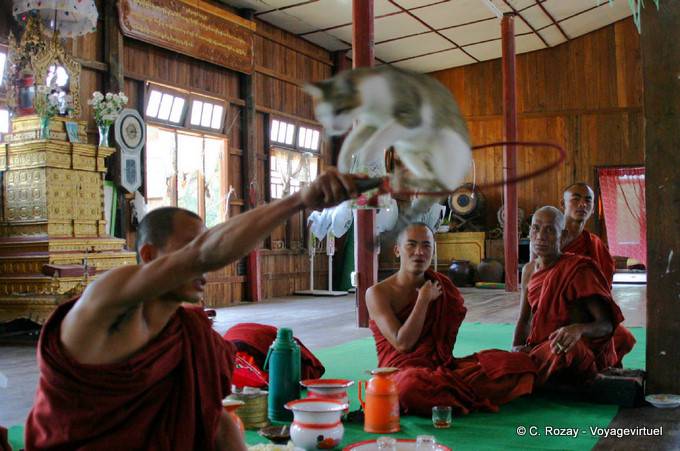 Cat jumping through a hoop, Nga Phe Chaung Monastery, Inle Lake, Sagar - Myanmar (Burma)