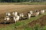 Oxen, plowing and laborers in Ava, Mandalay, Burma.