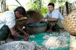 Sorting fish Inwa, Mandalay, Burma.