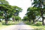 Road with old trees between Bagan and Mount Popa, Burma.