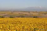 Golden field and countryside to Aungban, Pindaya, Burma.