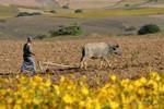 Traditional plowing with wooden plow, Pindaya, Burma.