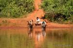 Hitch drinking from a pond, Pindaya region, Burma.